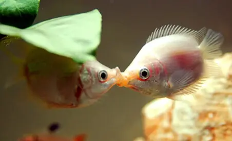 接吻鱼简介_接吻鱼价格_接吻鱼的寿命_接吻鱼的特征特点
