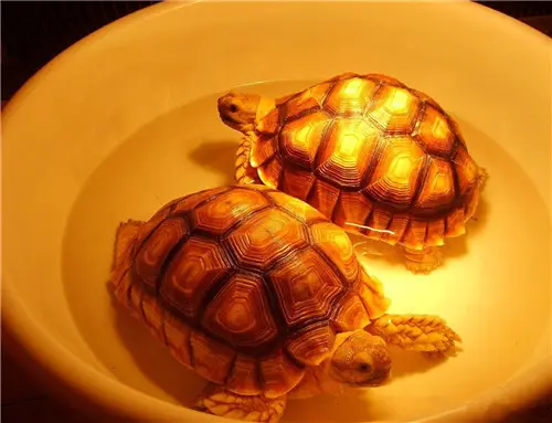 苏卡达陆龟如何饲养