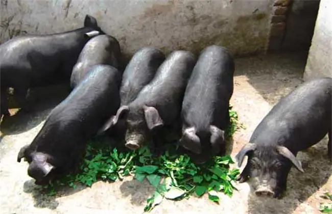 黑猪养殖-黑猪的养殖成本及利润分析