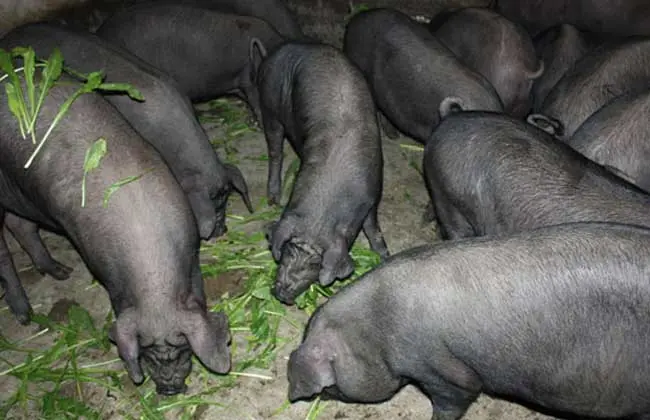 黑猪养殖-黑猪的养殖成本及利润分析