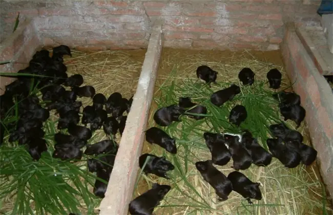 黑豚养殖-黑豚的养殖前景，以及价格趋势