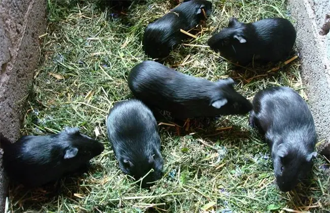 黑豚养殖-黑豚的养殖前景，以及价格趋势