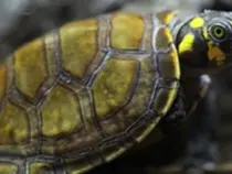 黄头侧颈龟简介_黄头侧颈龟价格_黄头侧颈龟的寿命_黄头侧颈龟的特征特点