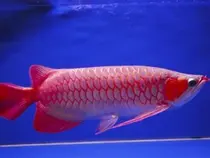 血红龙鱼简介_血红龙鱼价格_血红龙鱼的寿命_血红龙鱼的特征特点