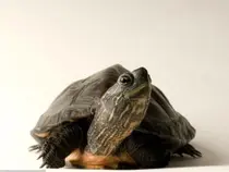 黑颈乌龟简介_黑颈乌龟价格_黑颈乌龟的寿命_黑颈乌龟的特征特点