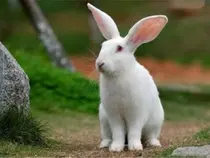 中国白兔简介_中国白兔价格_中国白兔的寿命_中国白兔的特征特点