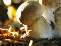 草菇的种植技术