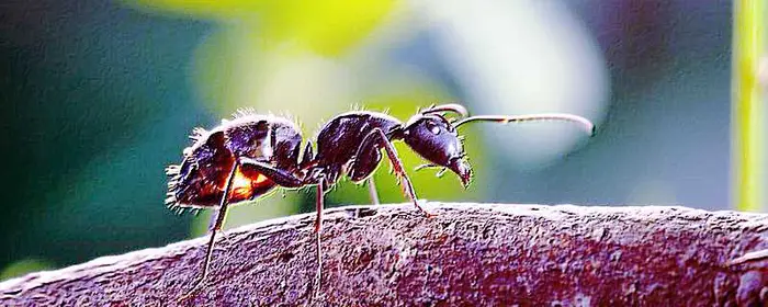厨房窗台上有蚂蚁用什么能避免